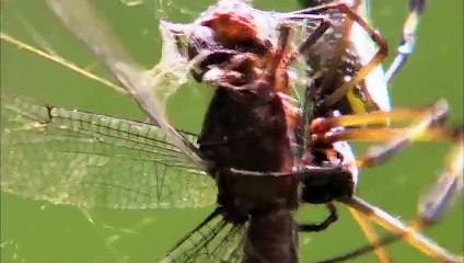 Hayatın Hızı- Orta Amerika'nın Katilleri