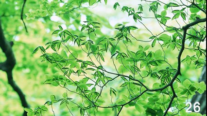 【3H】しゃれたブルーグラスワルツ・Tasteful Bluegrass Waltz （長時間作業用BGM)