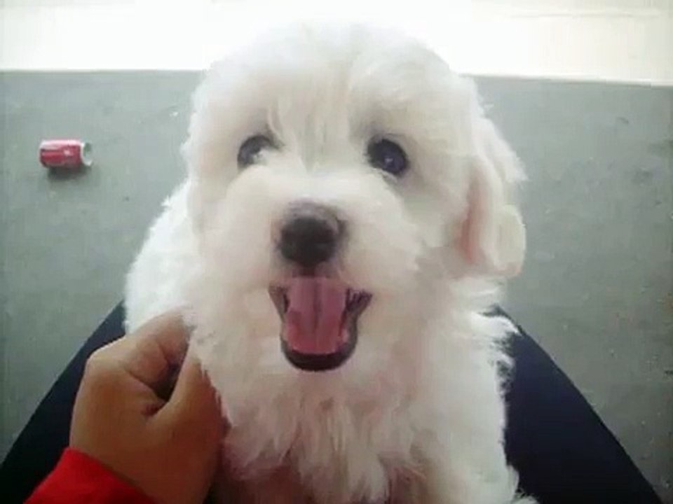 bichon frise