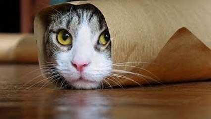 Funny Cats Compilation [Most See] Funny Cat Videos Ever Part 1