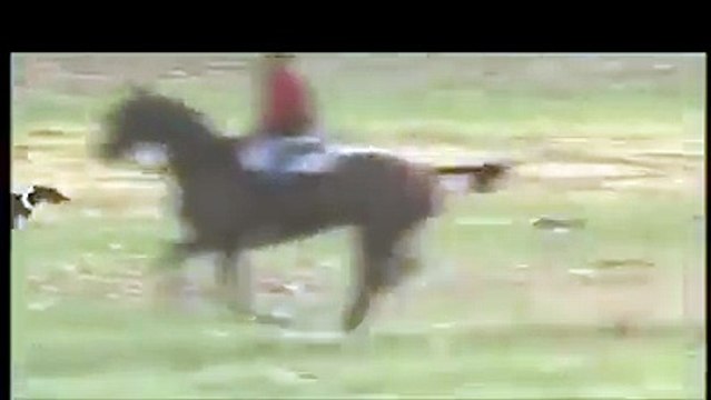 kis tarah (rabbit)khergosh ka shikar ker rahy hain ye log kia speed hy en kuton ki