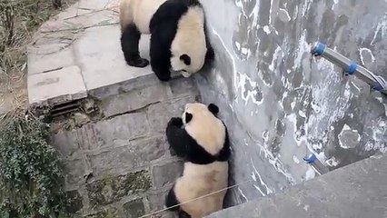 Real Kung Fu Panda