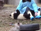 Giant Panda Kindergarten young Panda at play