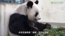 Rescued Panda mom makes her baby go back to bed at TAIPEI ZOO