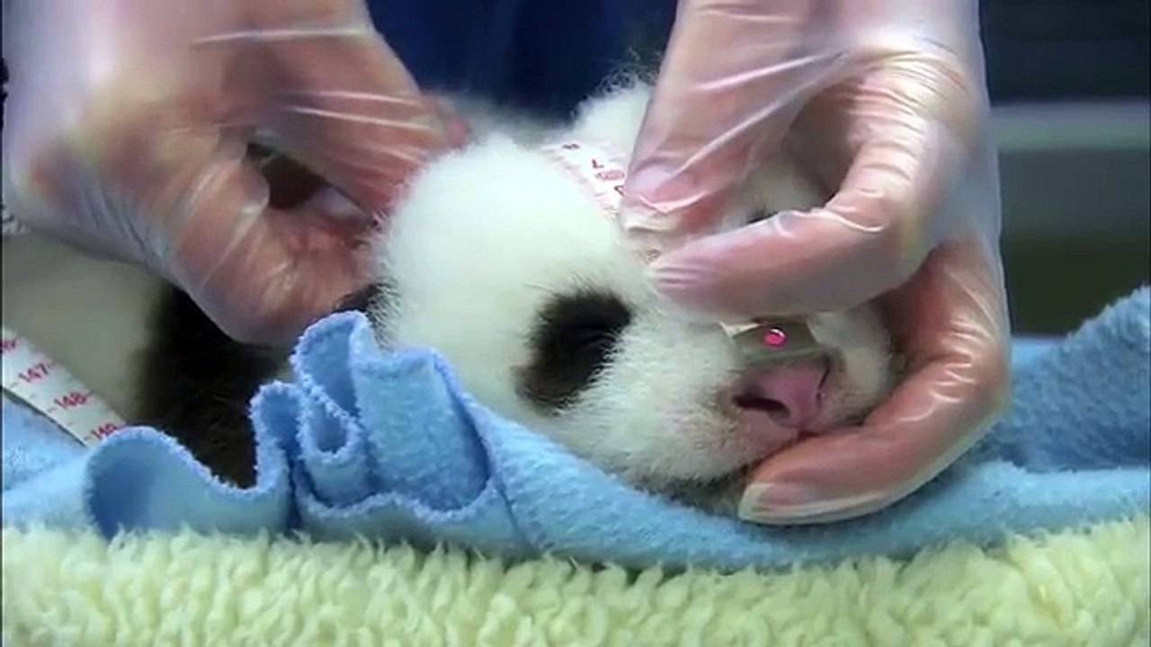 Unbearably Cute Panda Cub Exam Compilation