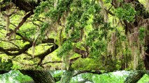 Using Live Oak Trees as a Blueprint for Surviving Hurricanes | Think Like a Tree