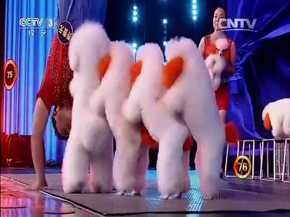 akrobat köpekler