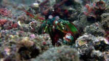 Fighting Mantis Shrimp Reluctant To Use Deadly Force On Fellow Species Members