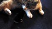 Mom Cat Adopts Chick,Bunny,Puppy || Feeding them as Her own kittens