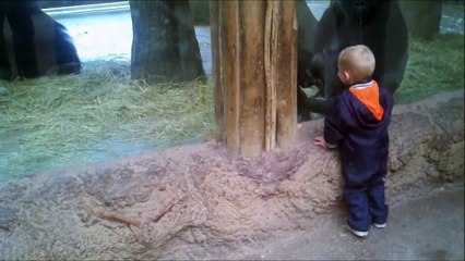 Baby Gorilla Plays With Baby Human - Hide and seek