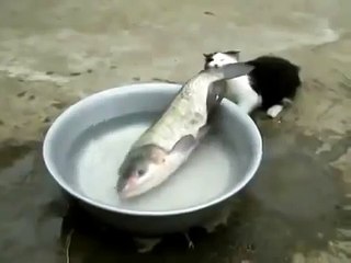 ЩАС Я ТЕБЯ СЪЕМ! ПРИКОЛ С КОТОМ!!!