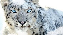 Animal Life Video: The Snow Leopard Documentary (Animal Documentary Full Length)