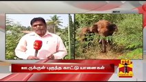Wild Elephants Enter Residents at Kalampalayam, Coimbatore - Thanthi TV