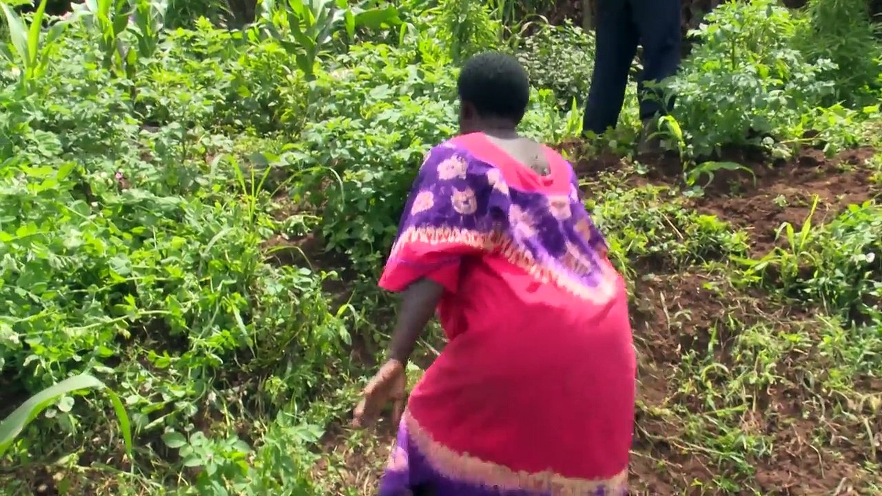 RWANDA ONE FAMILY ONE COW.