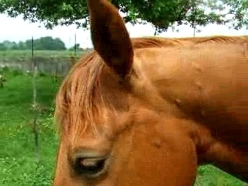 Miam c'est bon l'herbe