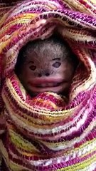 What kind of creature is this-shocking