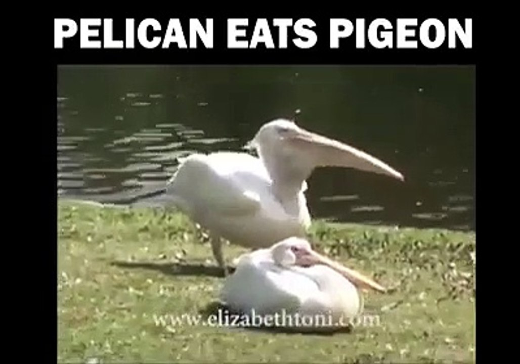 Pelikan Kuşu Yutuyor