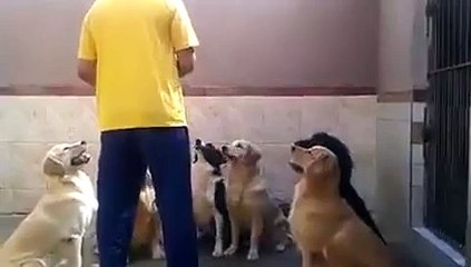 Sabırla Yemeye Başla Denmesini Bekleyen Köpekler.
