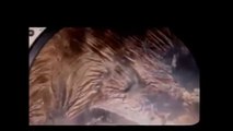 LEAKED NASA FOOTAGE - Proof Man Has Already Visited Mars