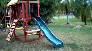 Puppies on Slides Compilation 2013