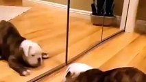 Funny Dogs - Puppies Vs Mirror Compilation!
