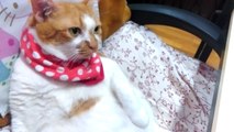 Non Kpop Fan (Cat) Reacts to Seventeen Meowsae