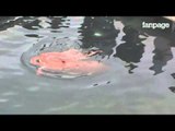 Giappone, il calamaro gigante sale in superficie e si mostra ai tanti curiosi