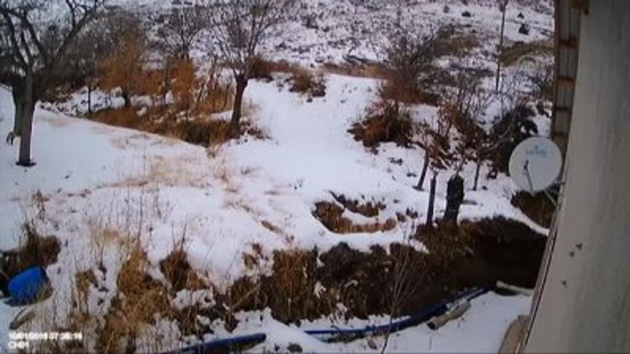 Tilki Vaşağa Av Oldu