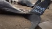 Beached Whales in Skegness Daubed With Anti-Nuclear Graffiti