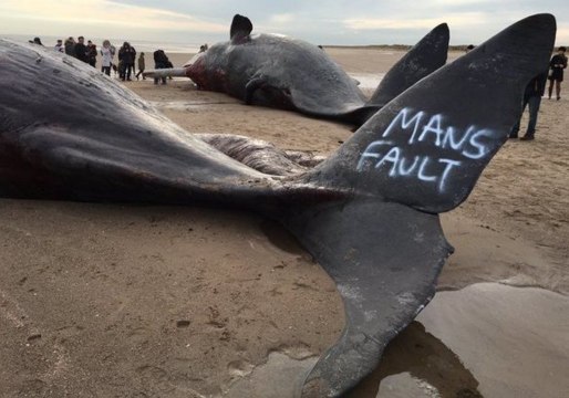 Beached Whales in Skegness Daubed With Anti-Nuclear Graffiti