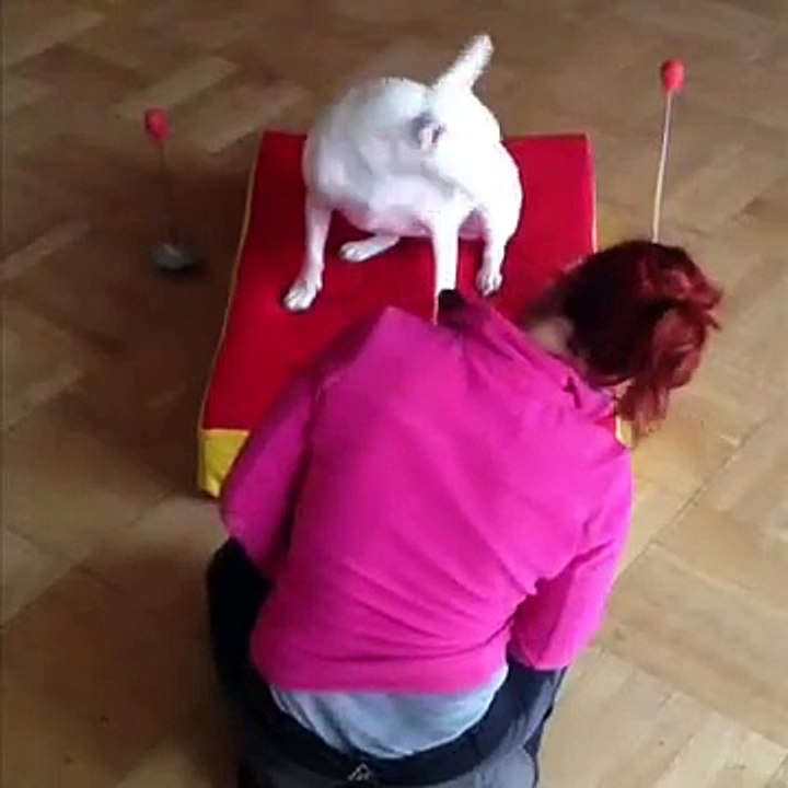 Clickertraining Tricktraining