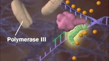 DNA replication