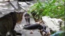 Cats Vs Snakes Fighting - The Animal World
