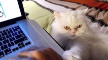 Cute Cats Demands Petting Compilation