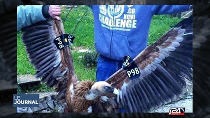 Des aigles israéliens espions?