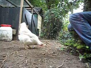 Clickertraining kip clicker aanleren