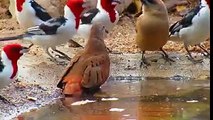 Beautiful Birds in one place very beautiful video