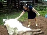 MAI disturbare una mucca che partorisce, guardate perchè