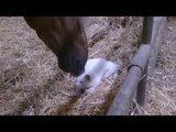 Il Gatto Che Si Fa Coccolare Dal Cavallo
