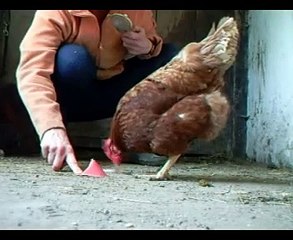 Berta und das Clickertraining - Ring auf Hütchen