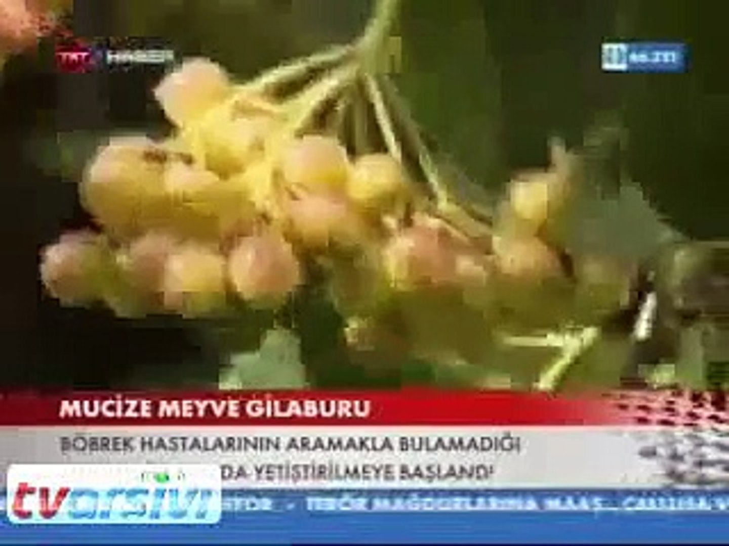 Gilaburu Meyvesi Nektarı Faydaları - Dailymotion Video