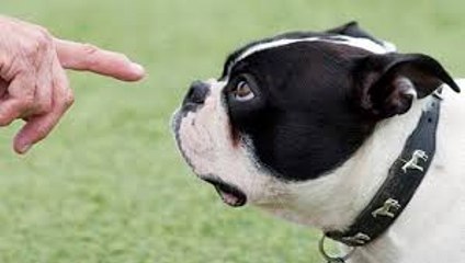 Top 10 Most Intelligent Animals