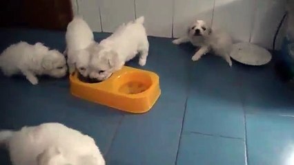 CACHORROS BICHON FRISE