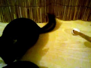 Clickertraining mit Chinchilla Bolle