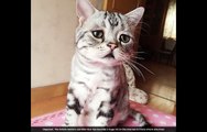 Dünyanın en ünlü üzgün kedisi Luhu