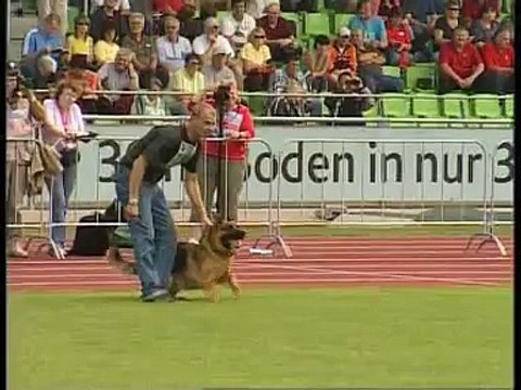 Roche Pedigree German Shepherd Puppies For Sale