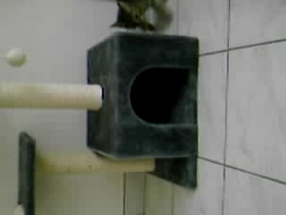 Charles Edouard qui ramène la souris