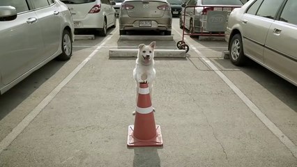 Отличный ролик о добре и о том что добро всегда возвращается