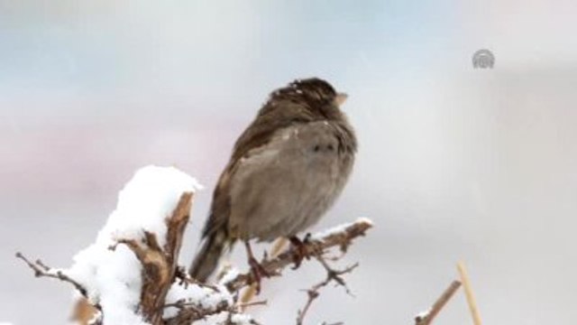 Soğuk Havanın Etkisiyle Şelale, Irmak ve Göller Buz Tuttu - Sivas