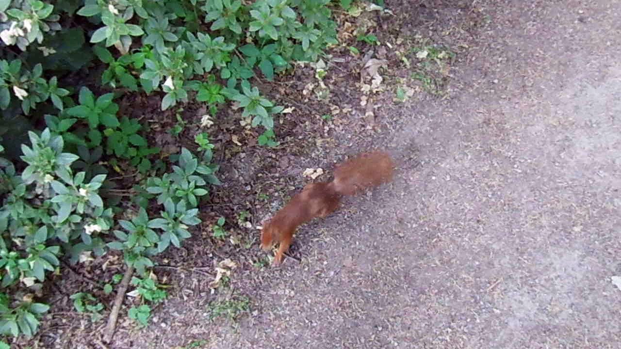 eichhörnchen